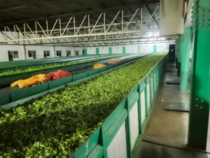 インド紅茶